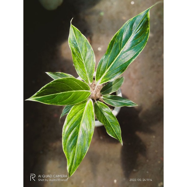 Aglonema Lipstik white