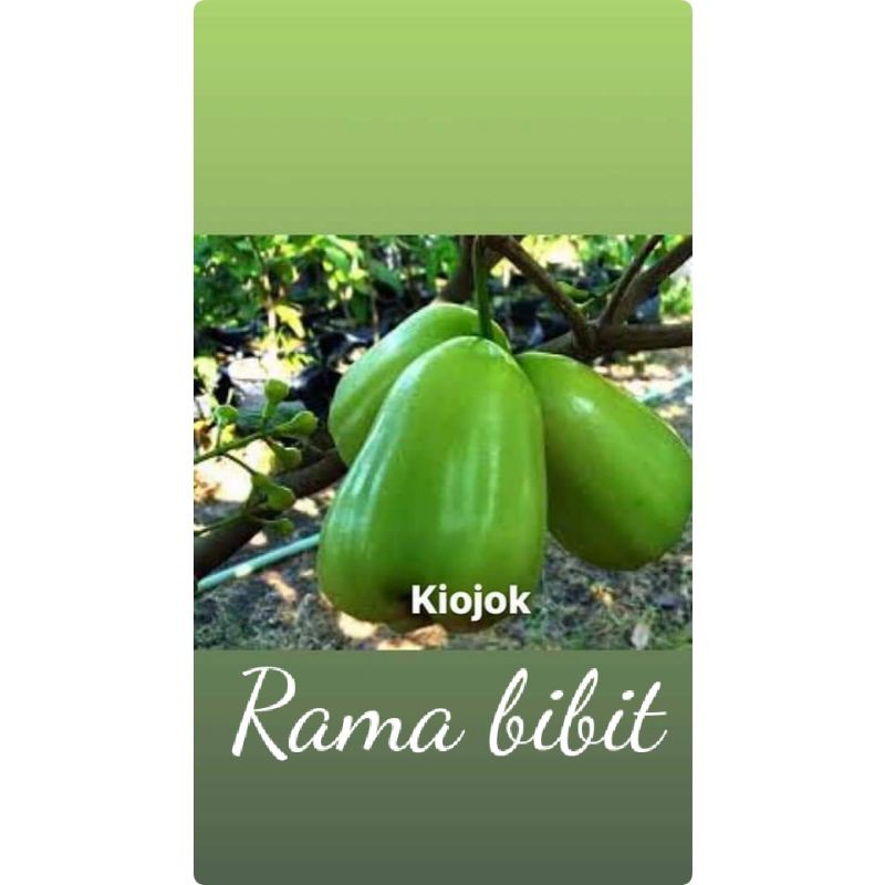 bibit jambu air kiojok
