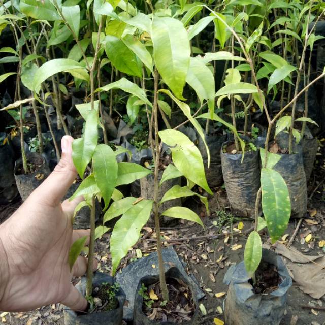 Bibit tanaman kayu gaharu malacensis super