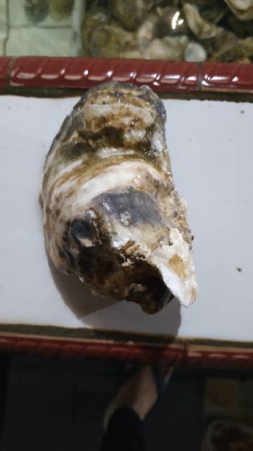 

Oyster Hidup