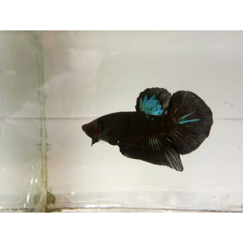 ikan cupang bahan avatar gordon