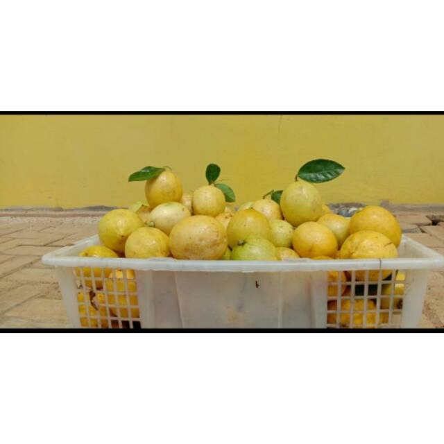 LEMON CALIFORNIA LOKAL  GRADE A  1kg