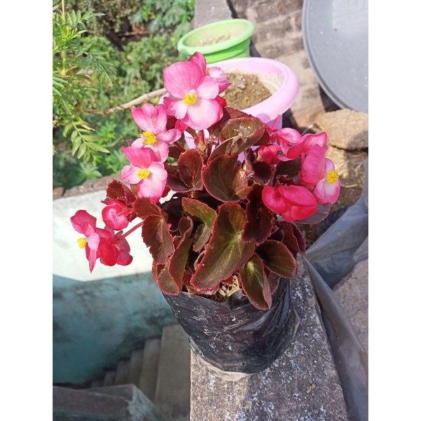 tanaman hias Begonia Mawar Pink / bunga begonia pink