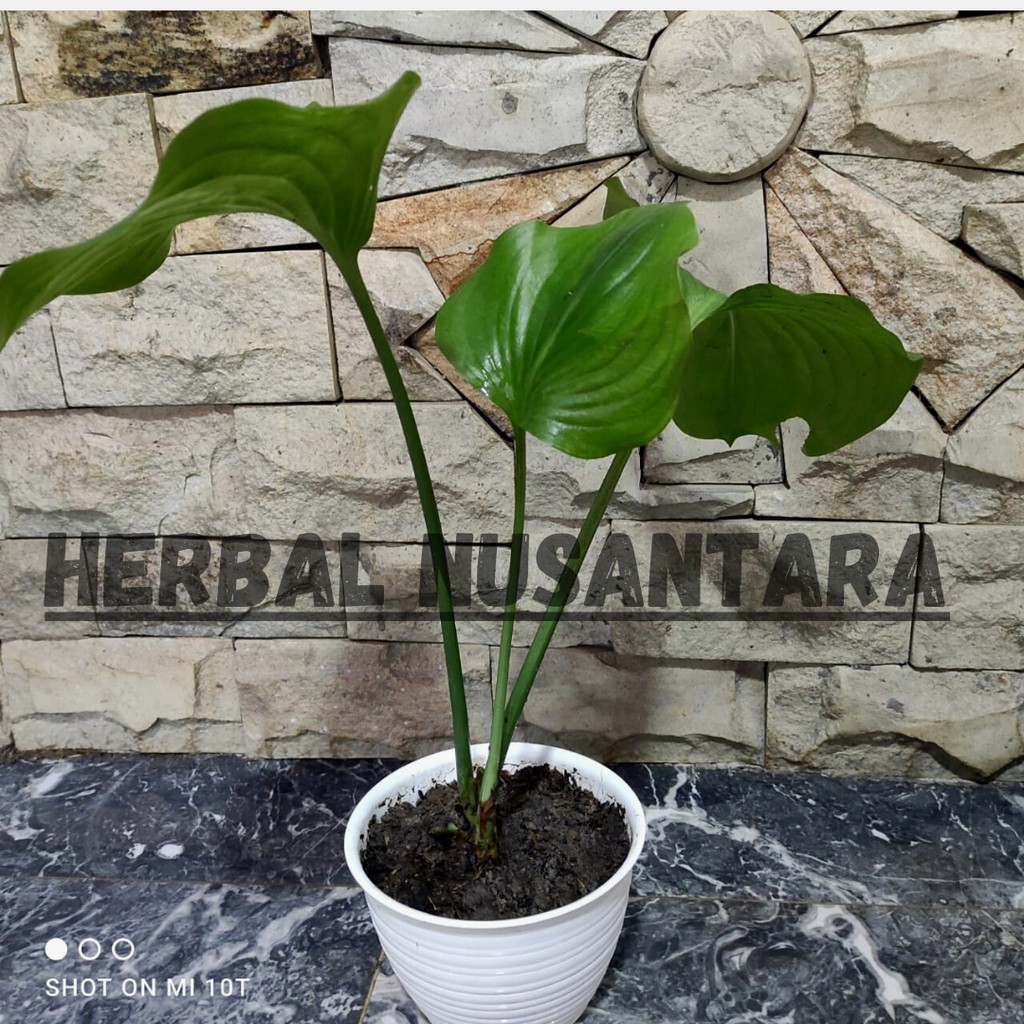 Tanaman Hias hosta plantaginea green  - Tanaman Langka - Plantain lily