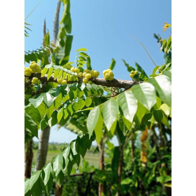 

DAUN CEREMAI SEGAR | DAUN CREME CEREME SEGAR