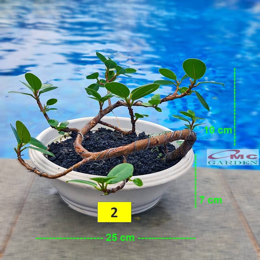 Tanaman Hias Pohon Bonsai Mame Beringin Korea Mini Dolar B-BK-001