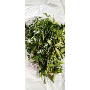

daun mindi/Melia azedarach200gram