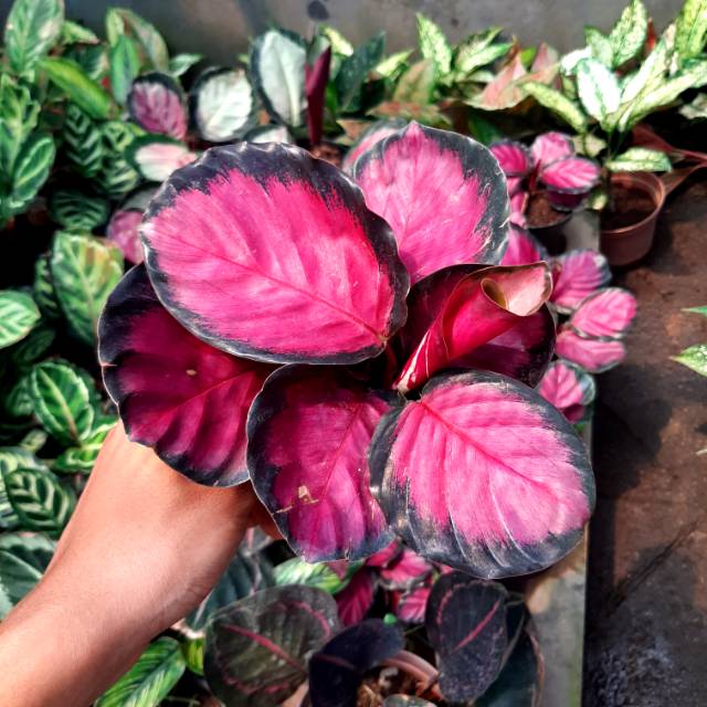  Cara  Merawat  Bunga Calathea  Black  Lipstick  Galeri 