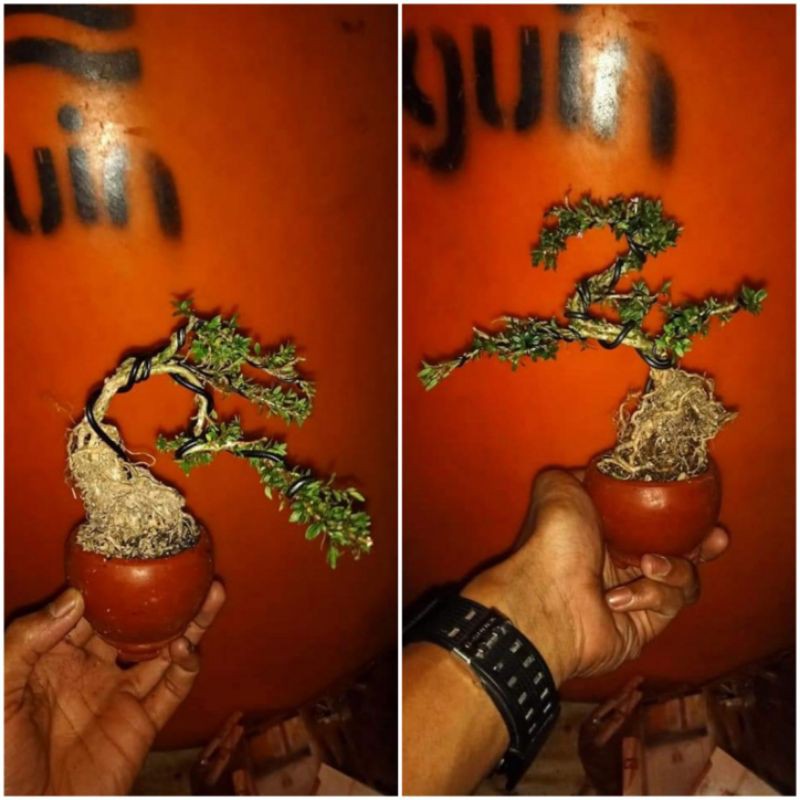 paket 2 bonsai shito seribu bintang - bonsai seribu bintang