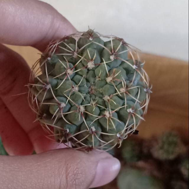 Kaktus sukulen gymnocalycium Quehlianum seedling