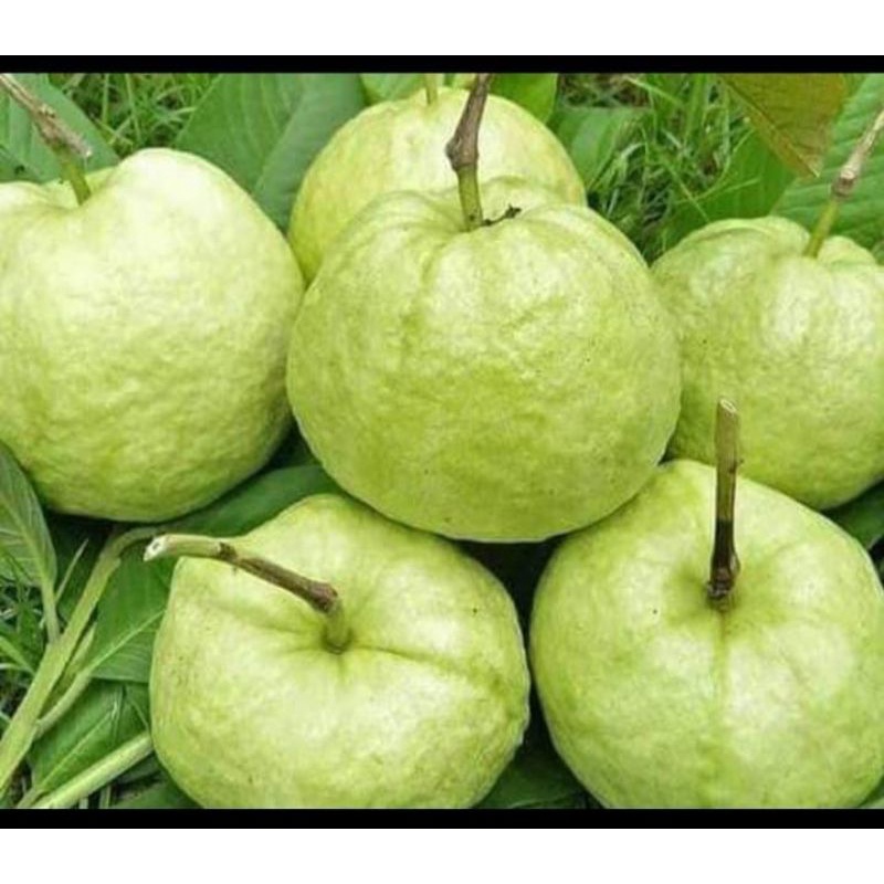 

jambu kristal fresh, pesen baru dipetikkan