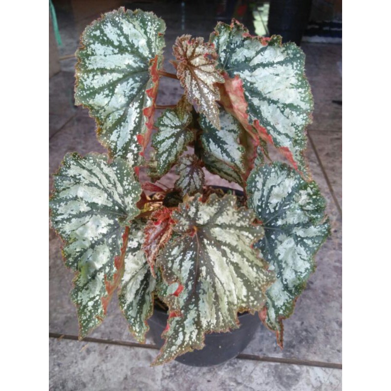 Tanaman Hias Begonia