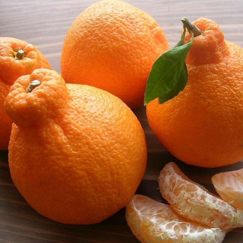 bibit jeruk import dekopon asli hasil OKULASI