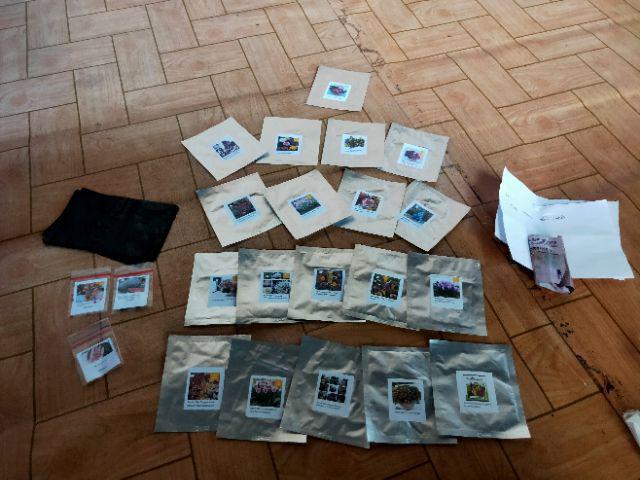 Benih Biji Bunga Antirrhinum Tom Thumb Mixed (very Easy To Grow)