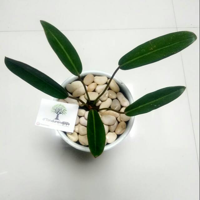 philodendron callosum