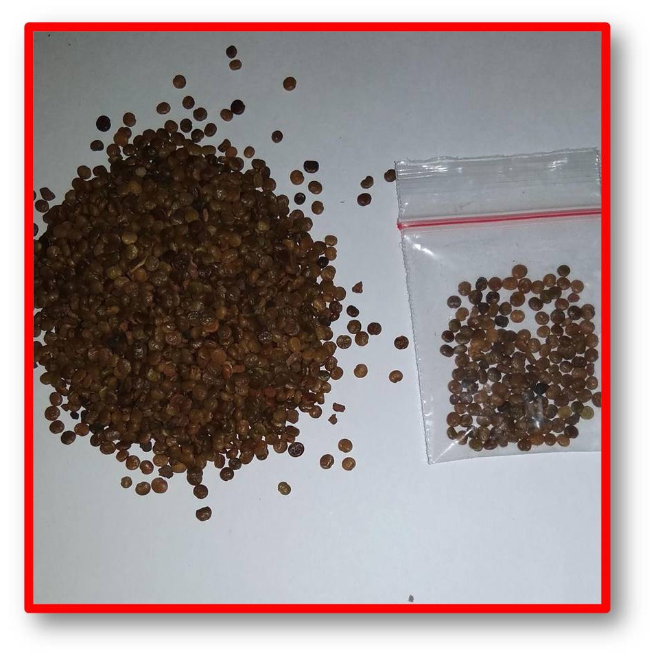 Benih Indigofera Murah Banget Biji Indigofera benih 25rb