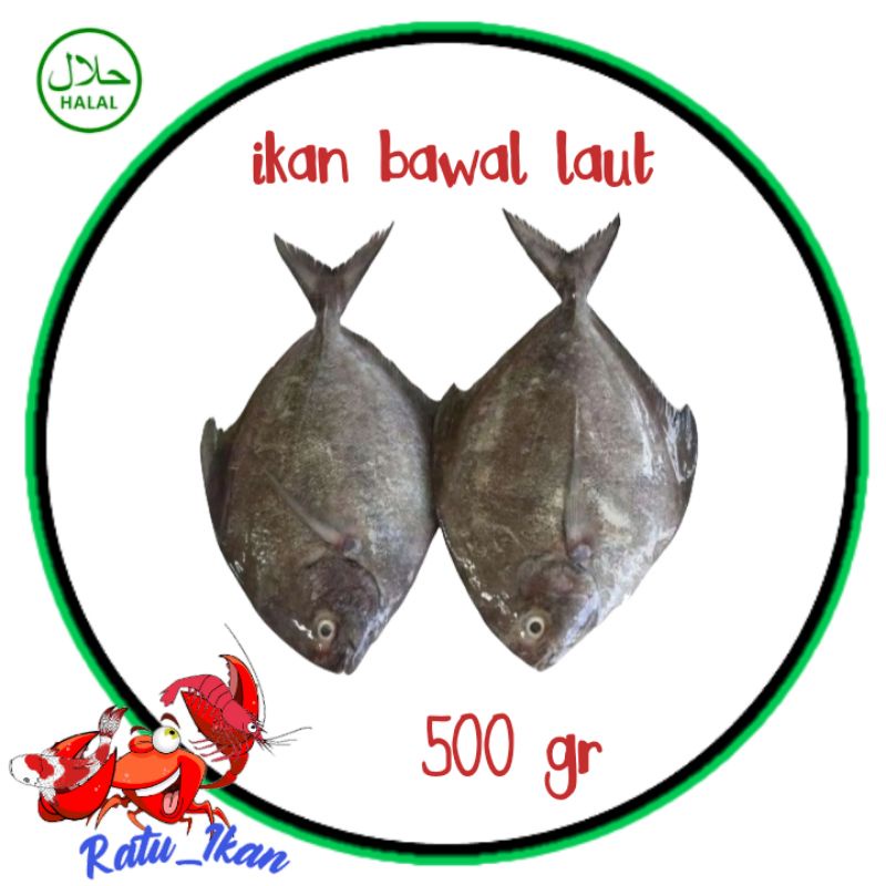 

ikan bawal laut [500gram ] ratu ikan