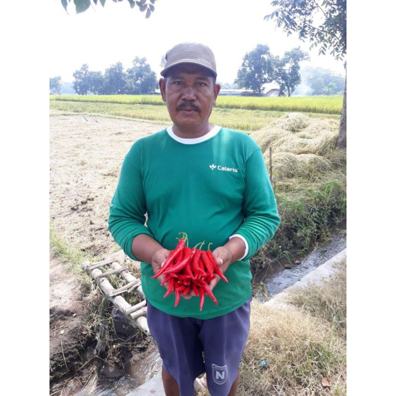 15 biji - Benih CABE MERAH BESAR hibrida