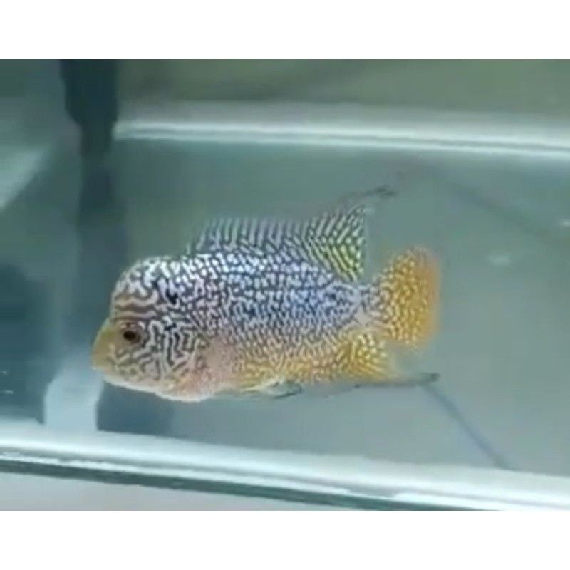 COD) ikan louhan/lohan kamfa F2 GEN ORI burayak BELI 3 GRATIS 1/ 6 GRATIS 2