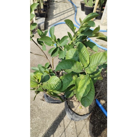 bibit jambu kristal sudah berbuah