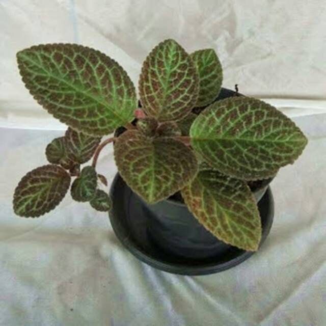 Tanaman hias gantung episcia - begonia daun