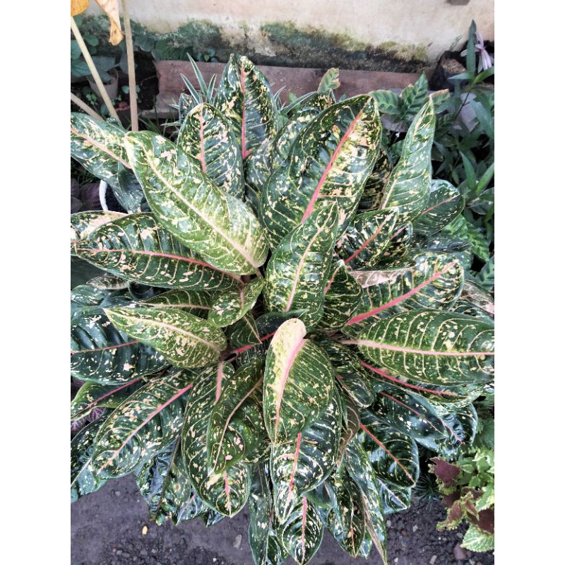 Donacarmen stang pendek