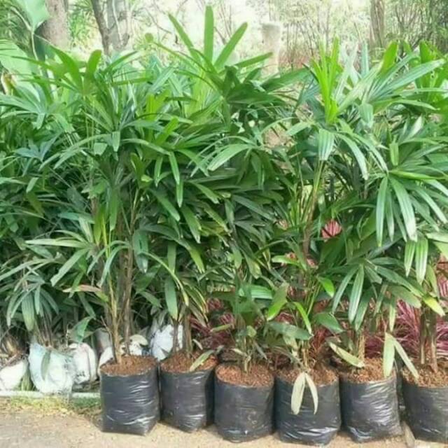 Bibit pohon palem waregu