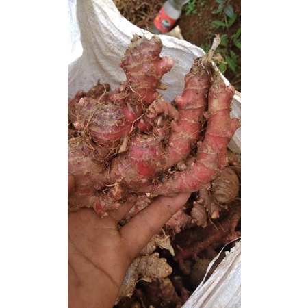 

jahe merah1kg