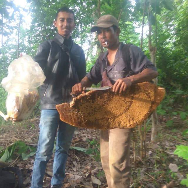 

Madu hutan asli