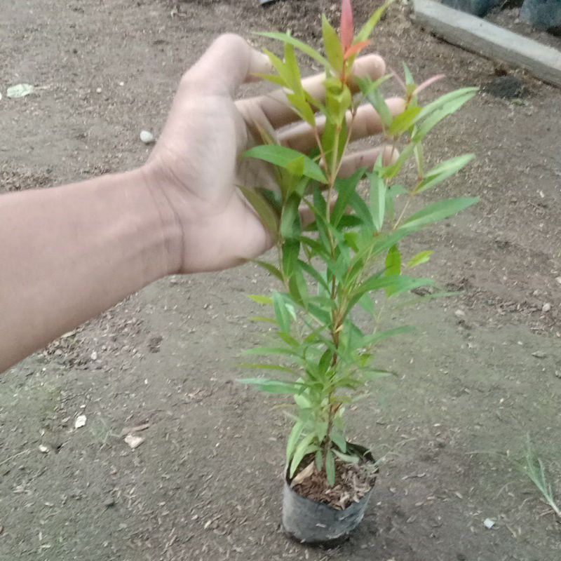 bibit pucuk merah - pucuk merah- bunga pucuk merah murah- bunga taman