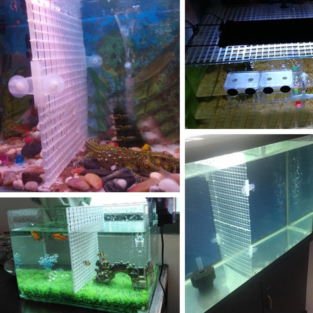 DOP KOP BIRU SEKAT KACA KUPU KUPU DOUBLE DOBEL TEMPEL KUPUKUPU AQUARIUM AQUASCAPE