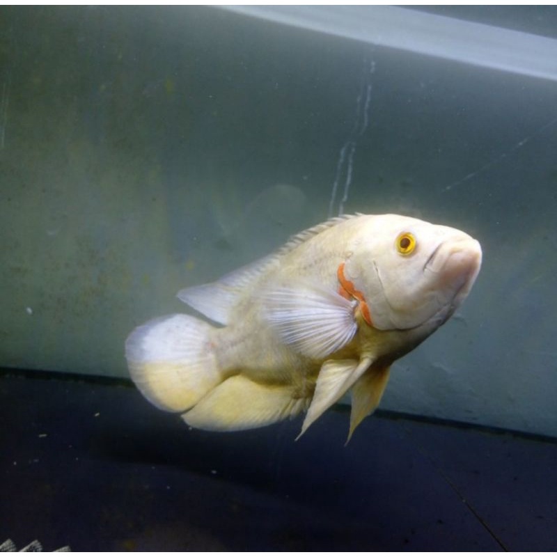 Oscar Tiger Albino Indukan 7 Jari / Oscar Albino