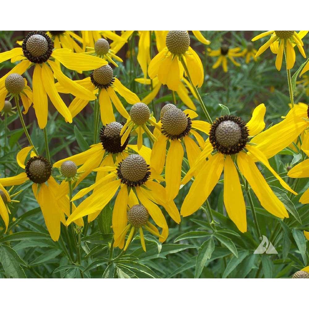 Benih Bibit Biji - Bunga Yellow Coneflower Flower Seeds - IMPORT