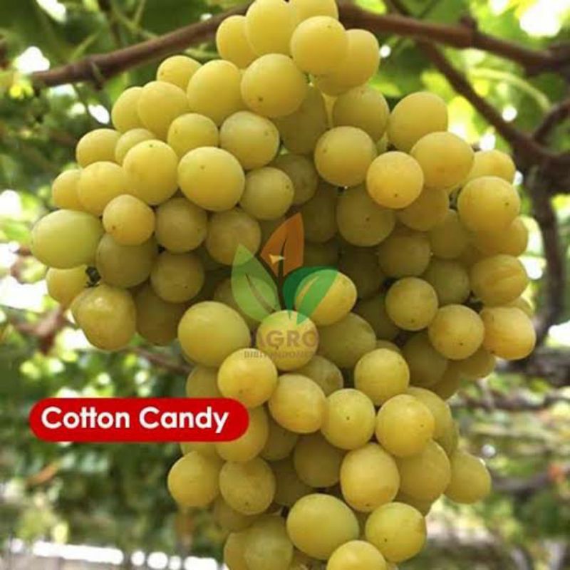 Anggur Cotton Candy
