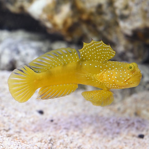 Ikan Hias Laut Jabing Kuning