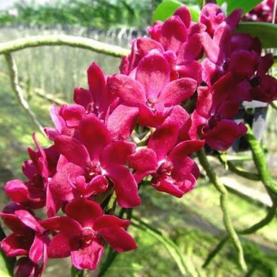ANGGREK RHYNCHOSTYLIS GIGANTEA RED