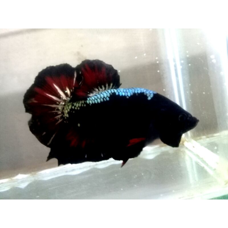 ikan cupang black mamba male ( jantan) real no celo / besgel