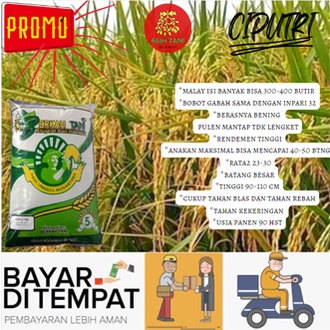 Benih Padi Unggul Ciputri Kemasan 5kg / Bibit Padi Ciputri 5kg