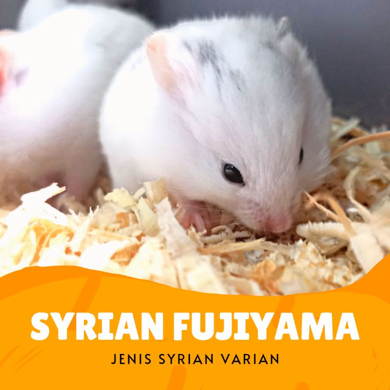 HAMSTER SYRIAN FUJIYAMA WHITE SPRINGKLE