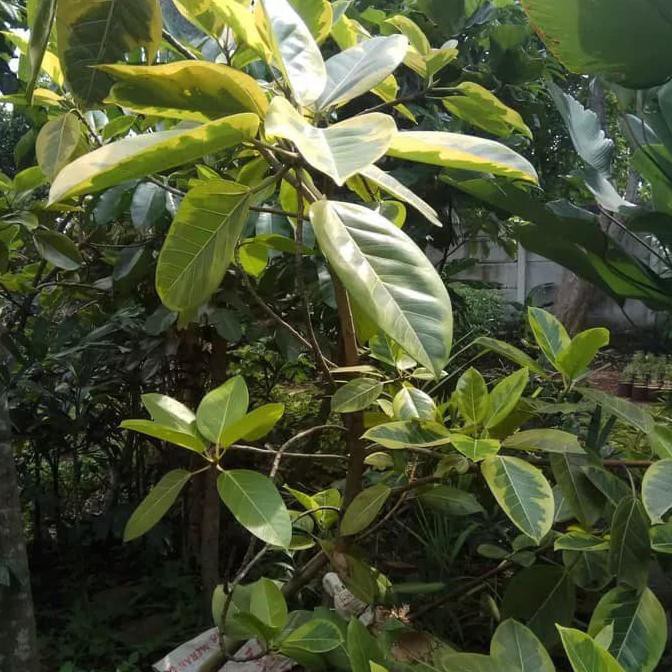 tanaman karet kuning | pohon karet kuning