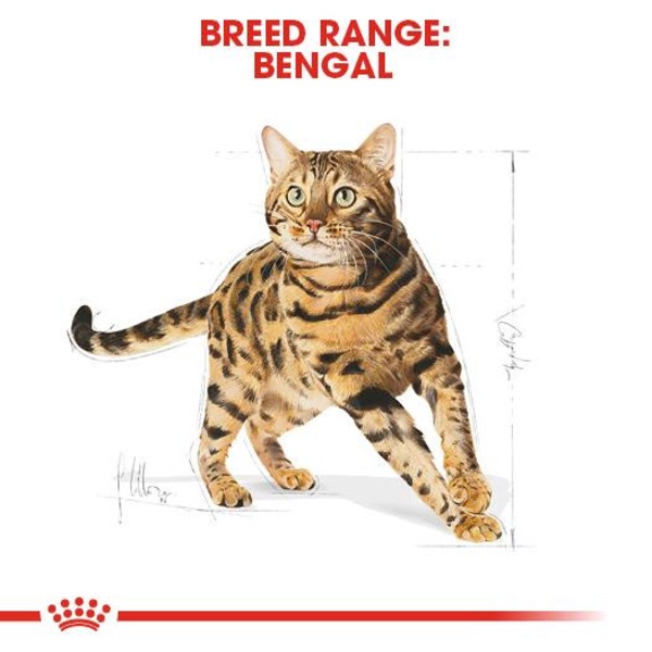 Royal Canin Bengal 2 kg Makanan Kucing Dewasa Adult Dry Cat Food 2kg