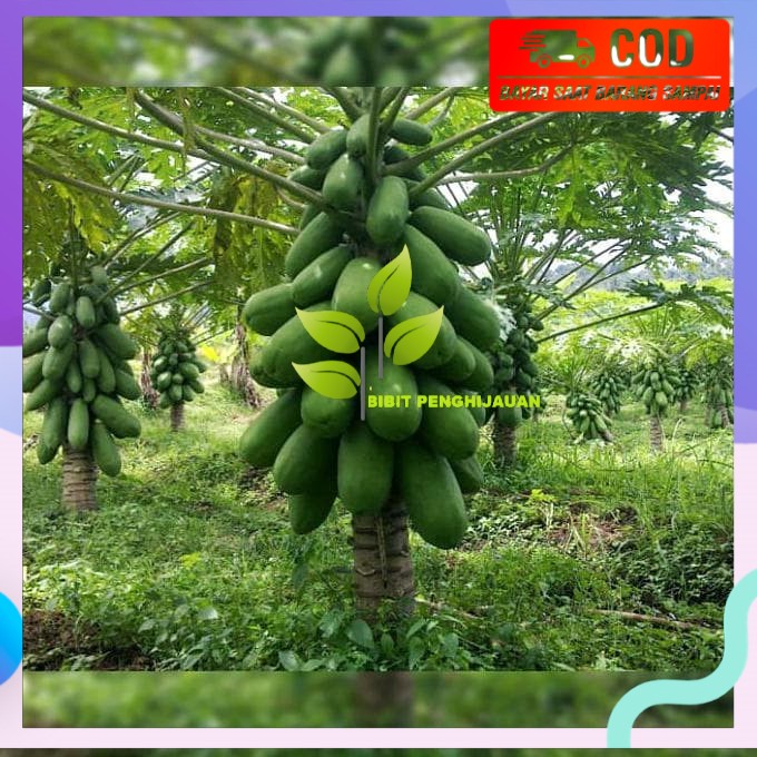 SUPER! BIBIT POHON PEPAYA CALIFORNIA 20-30 CM - TANAMAN BUAH CALINA