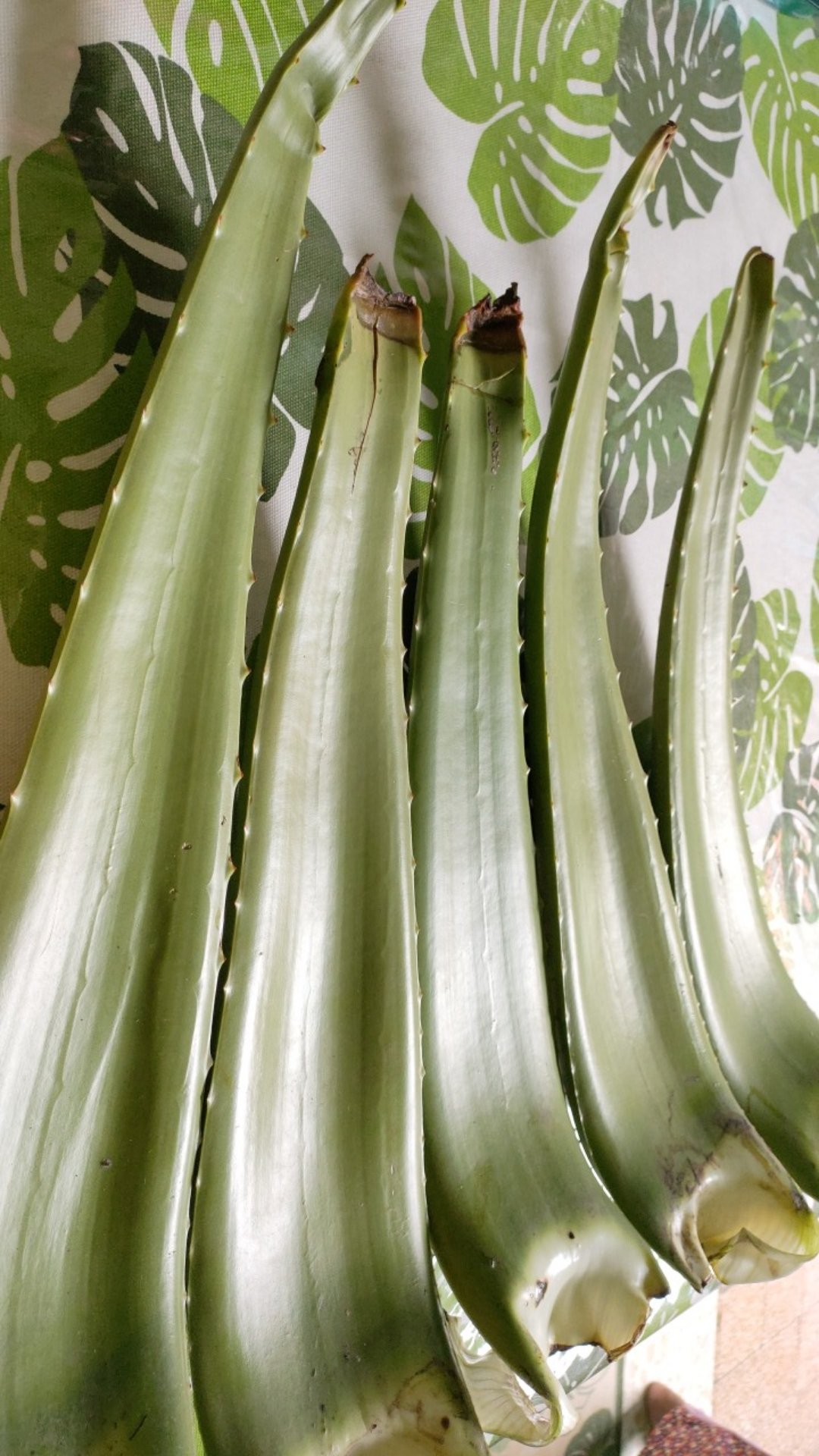 Sale! Pelepah Lidah Buaya Jumbo & Fresh 100% Organik (600-750gr)