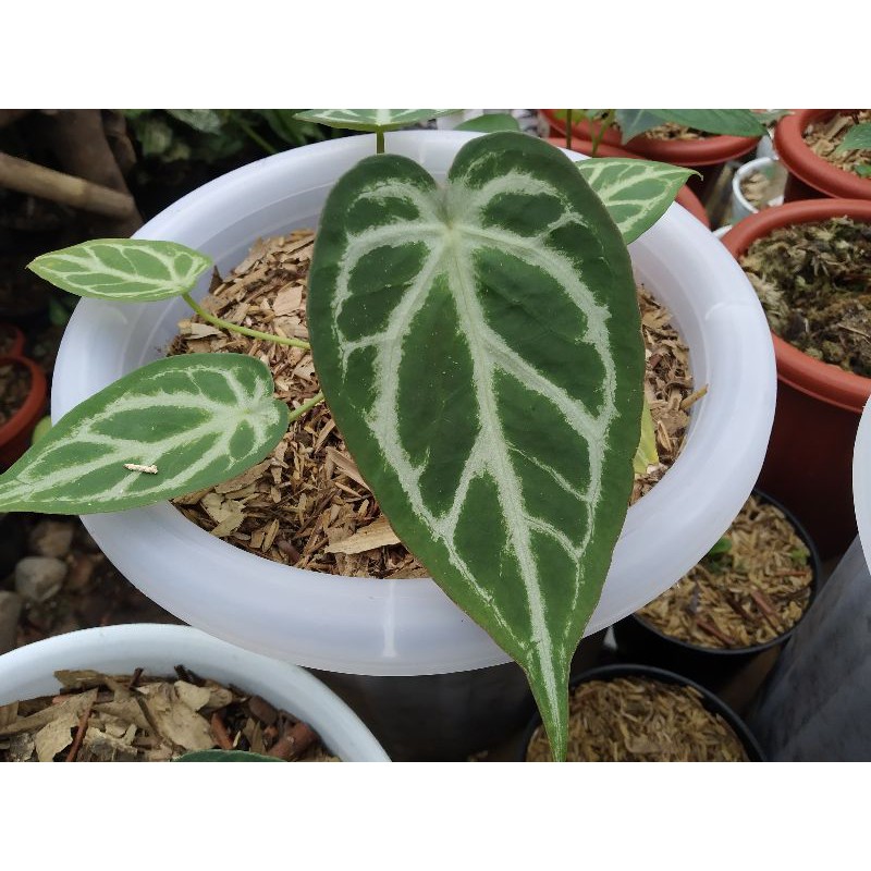 Anthurium Forgetii x Crystallinum Hope