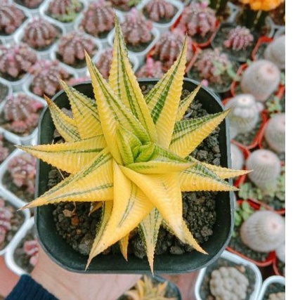 Haworthia limifolia variegataa