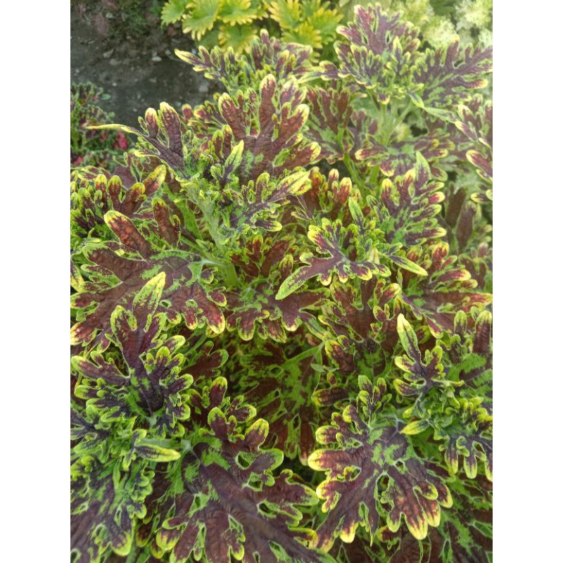 Bunga Miana (Kembang Api)