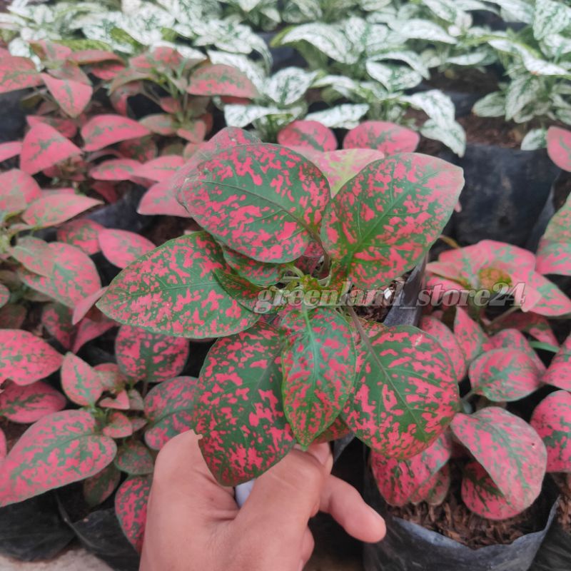 tanaman hias hipotes merah - hypoestes - hipotes merah - tanaman hipotes