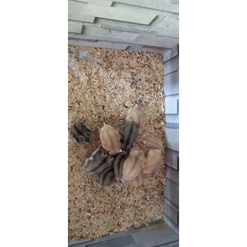 hamster winter white