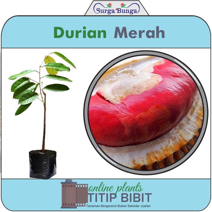 Bibit Durian Merah BONUS Miracle Fruit