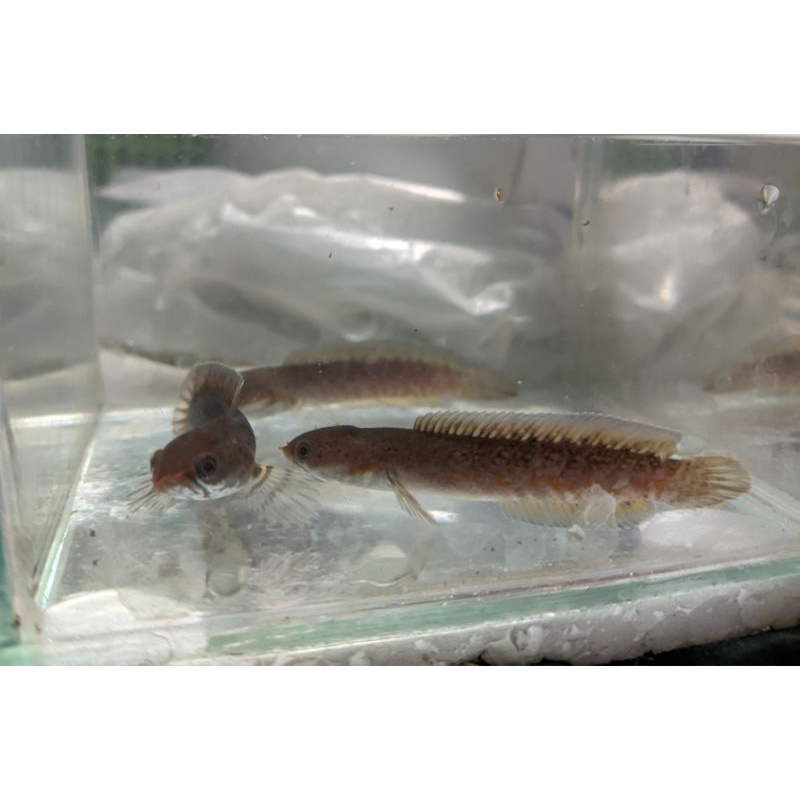 Baby Channa Andrao 5-7cm minusan full pelet